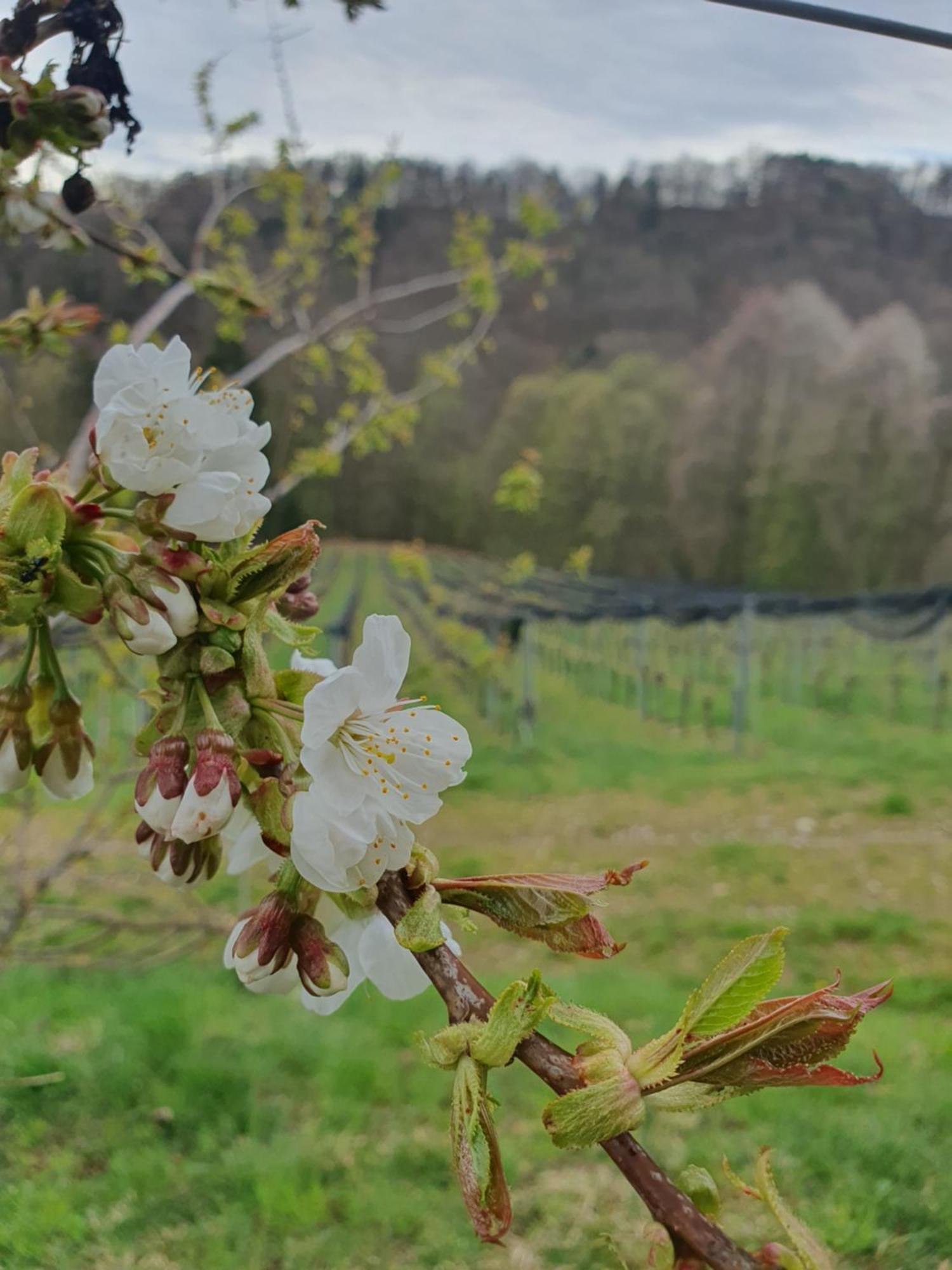 Weingut Pugl Leilighet Leibnitz Eksteriør bilde